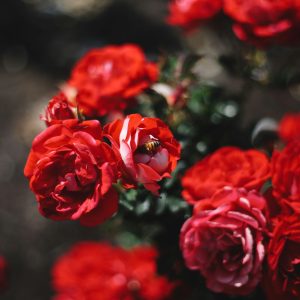 sympathy & funeral 2
